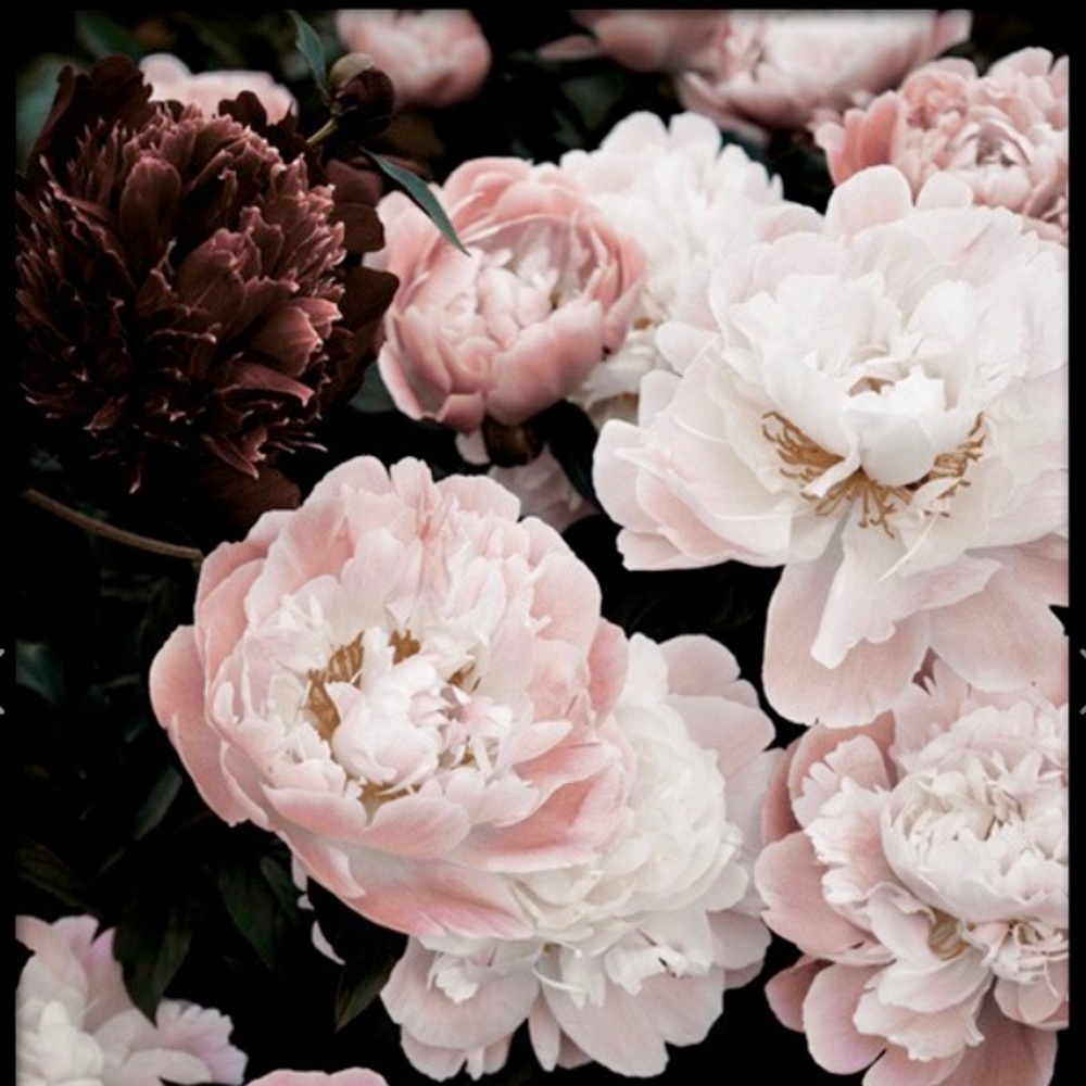 Meet your Posher, Fran